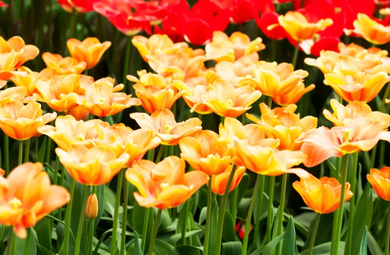 sárga tulipánok