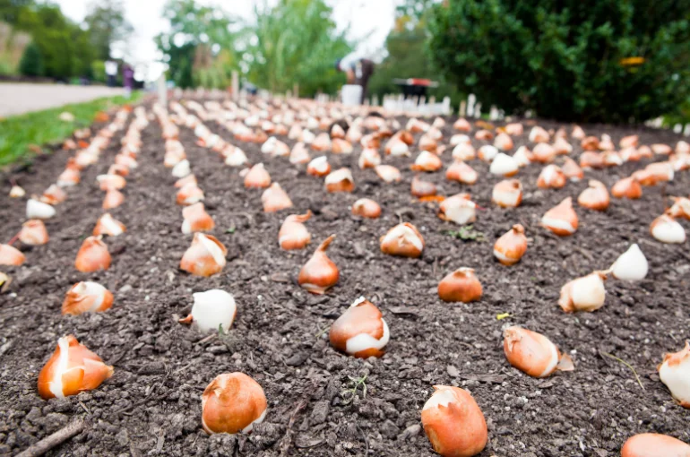 tulipánhagymák