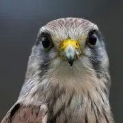 Vörösvércse-költőládák Zuglóban
