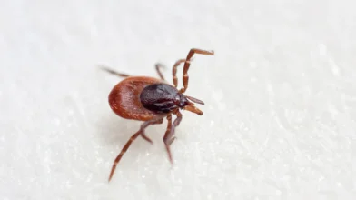 Kullancsok: a lakosság segítségét kérik a kutatók