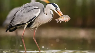 Nászruhát öltöttek a Maros-menti szürke gémek