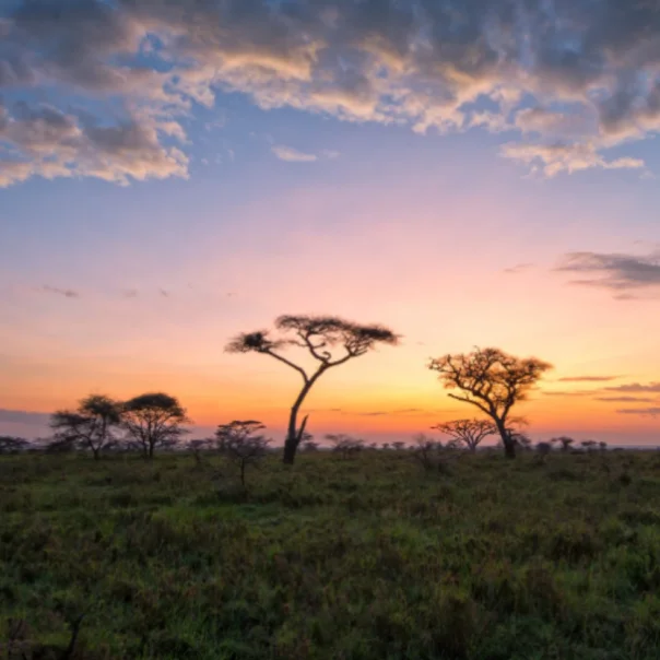 Óriási a zöldpotenciál Afrikában és a Közel-Keleten