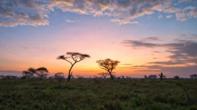 Afrika élelmezésének összeomlása Európa rémálma