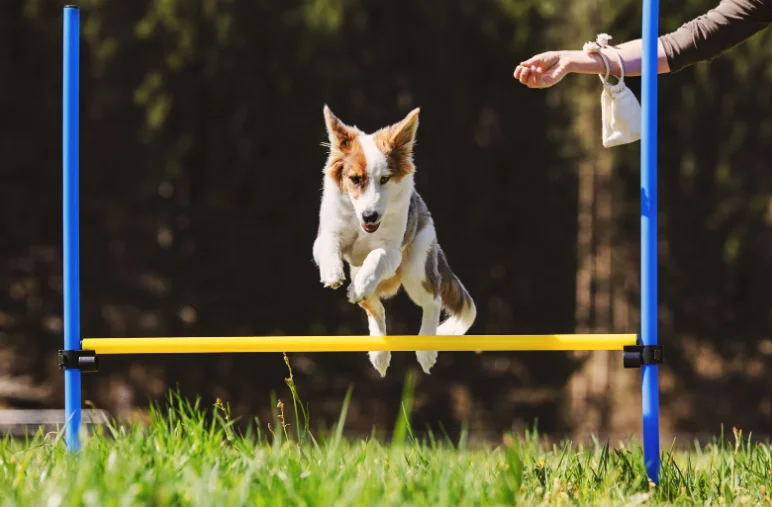 kutya az agility pályán 