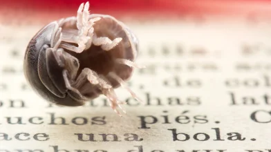 Ászkák a kertben – Károsak vagy segítenek?