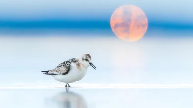 A Planet Lens filmfesztivál alkotásai arra ösztönöznek, hogy a jót akarjuk