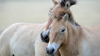 Hortobágyi vadlovakat költöztetnek Kazahsztánba