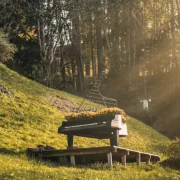 Május közepén Kecskeméten muzsikál az erdő!