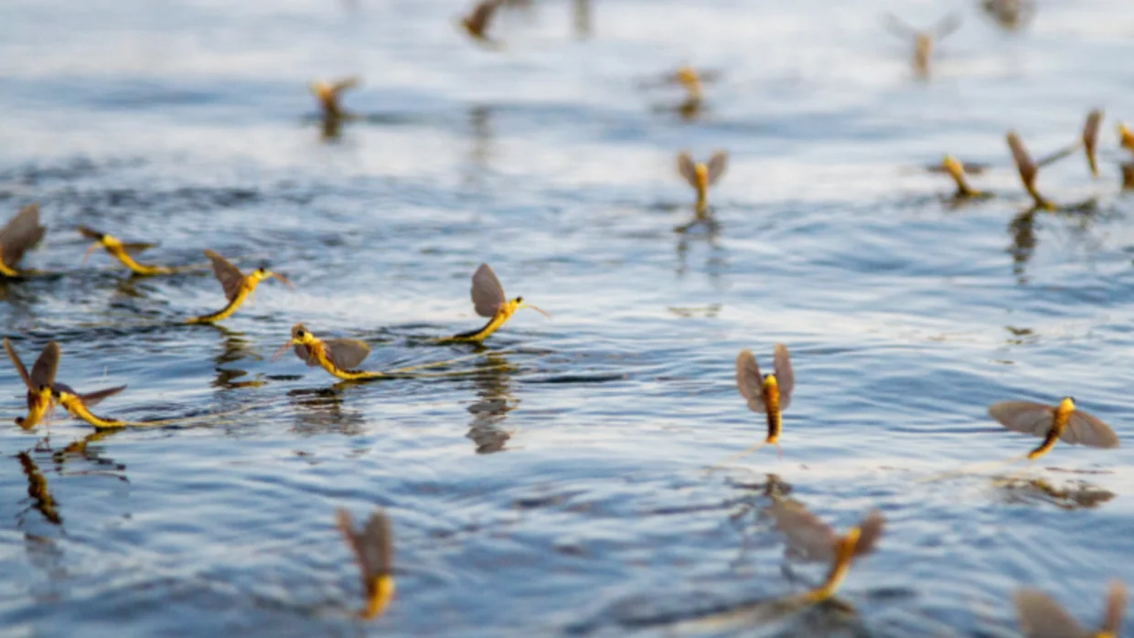 Megkezdődött a Tisza virágzása