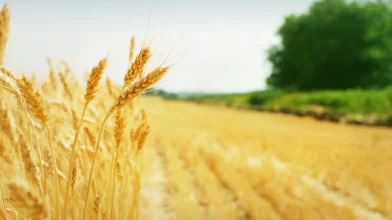 Befejeződött a nyári aratás, kedvezőek a hozamok