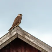 Söréttel lőttek meg egy egymillió forint értékű, fokozottan védett madarat