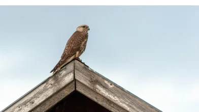 Söréttel lőttek meg egy egymillió forint értékű, fokozottan védett madarat