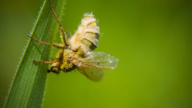 Kiderült a légyölő gomba titkos módszere!