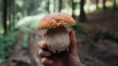 Elég eső volt, hogy beinduljon a nyári gombaszezon?