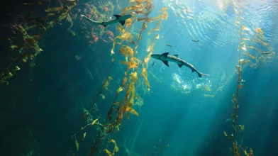 David Attenborough filmje az óceánok mélyéről – Ajánló