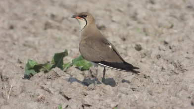 Együttműködés a székicsérek védelmében