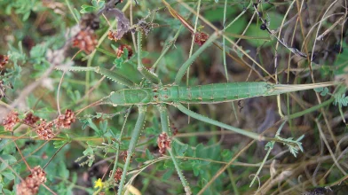 Különleges lakó teszi tanácstalanná a szakembereket Bugacon