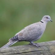 Jelenleg is zajlik méretes madárfajunk urbanizációja
