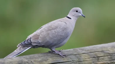 Jelenleg is zajlik méretes madárfajunk urbanizációja
