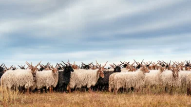 Szépen fejlődik a Körös-Maros Nemzeti Park környezete