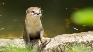 Ázsiai kiskarmú vidrák születtek a Nyíregyházi Állatparkban
