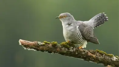 Megvan a madarak közös nyelve: egy hangot minden madár megért!