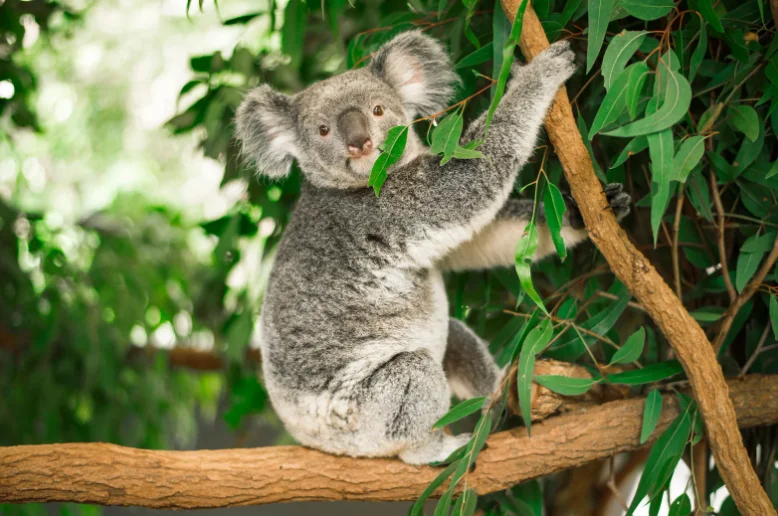 egy koala