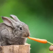 A sárgarépa fütyülni nem segít, de mondunk pár jó okot, amiért érdemes fogyasztanod!