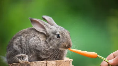 A sárgarépa fütyülni nem segít, de mondunk pár jó okot, amiért érdemes fogyasztanod!