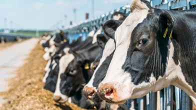 Kilép a metánkibocsátás mérséklésére létrehozott tejipari szövetségből a Nestlé