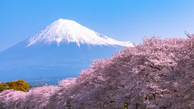 Japáncseresznye – Mindent a csodálatos japán fákról sorozat II.