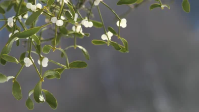 Fagyöngy – A druidák misztikus növénye több mint karácsonyi dekoráció!
