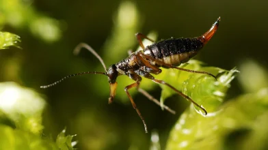 Még hogy télen nincsenek rovarok! A moharajongó hótücsök ékes bizonyíték az ellenkezőjére