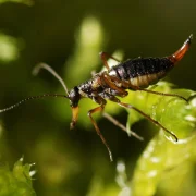 Még hogy télen nincsenek rovarok! A moharajongó hótücsök ékes bizonyíték az ellenkezőjére