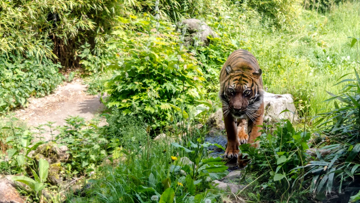 Háromszorosára nőtt a vadon élő szumátrai tigrisek száma