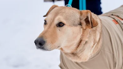 Rozi története a magyar állatvédelem szimbolikus példája