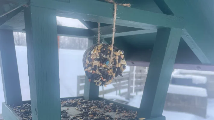 Cinkegolyó házilag – Pár perc alatt elkészül, és imádják a kert lakói!