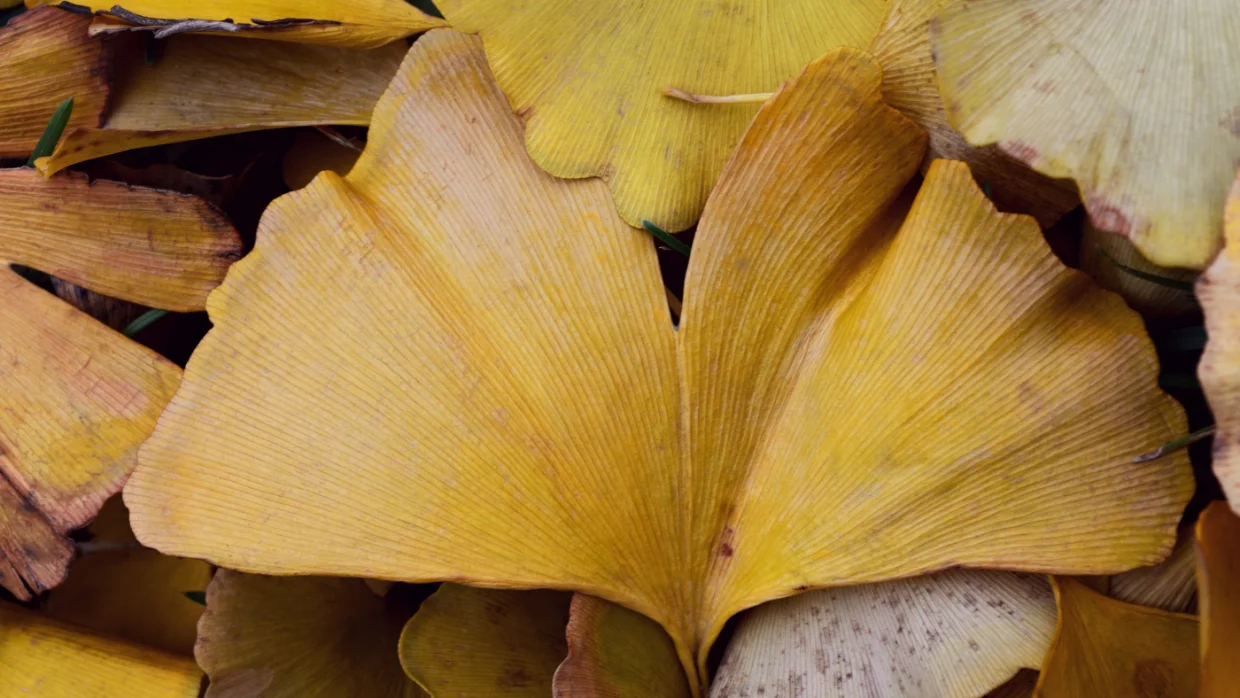 Ginkgo biloba – Az egyetlen ma is élő páfrányfenyőfajta, és amit róla tudunk