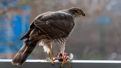 Ragadozó a madáretetőnél – A karvalynak is ennie kell