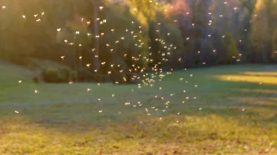 Ha kivágjuk a fákat, megesznek minket a szúnyogok