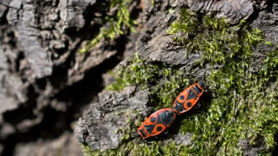 Verőköltő bodobács: a napimádó, társaságkedvelő poloska