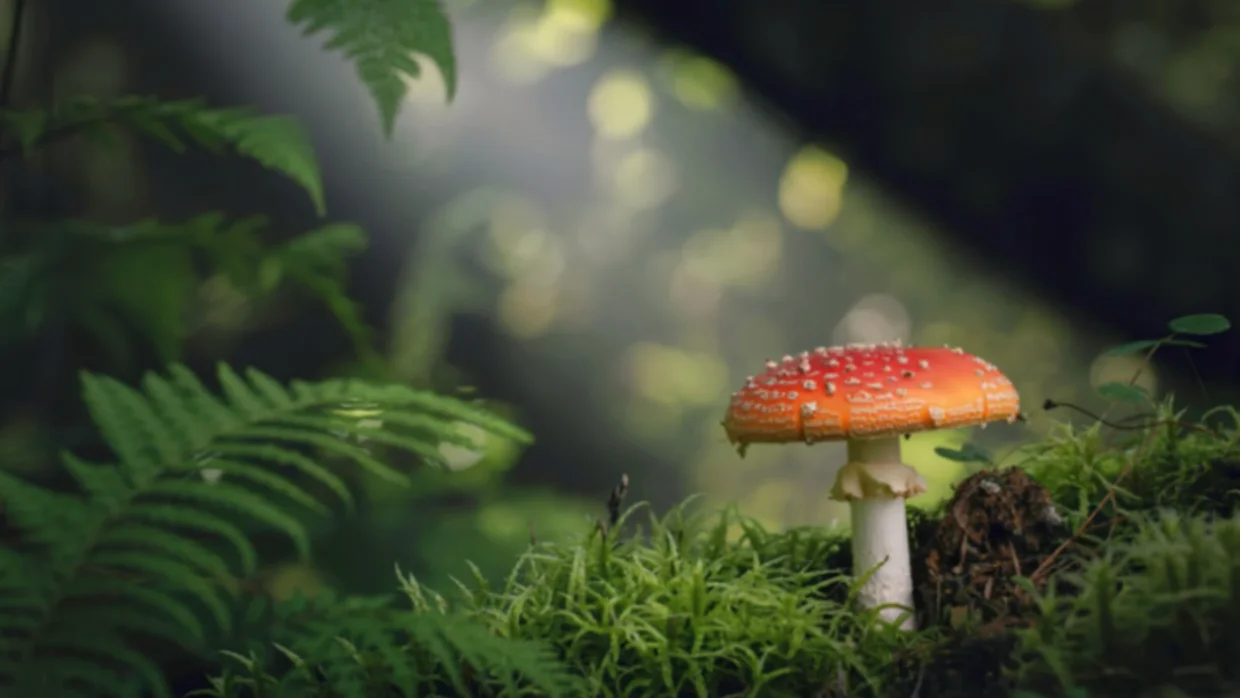 Miért lát mindenki apró embereket egy ázsiai gomba fogyasztása után?