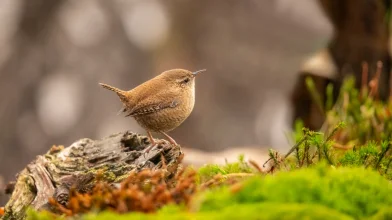 Kicsi a bors, de hangos – Az ökörszem a cserjeszint apró takarítója
