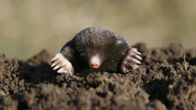 Ne bánjuk a vakondtúrásokat a kertünkben!
