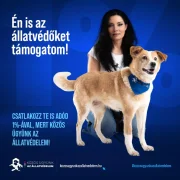 Támogassuk az állatvédelmet!