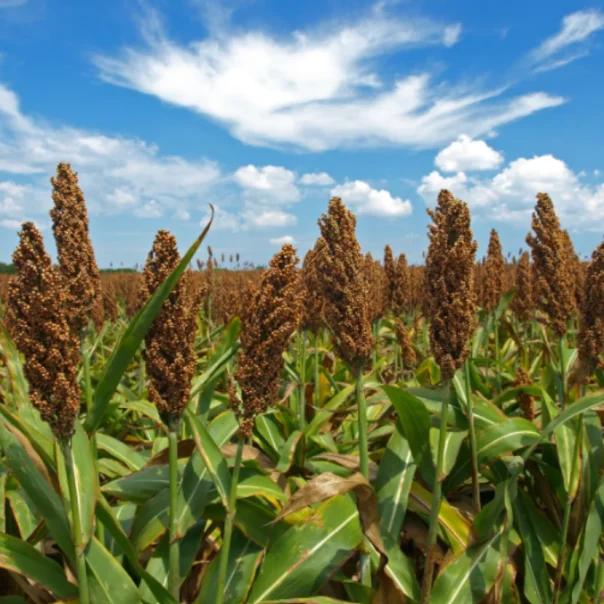 Bemutatjuk a hazai agrárium jövőbeli sztárját