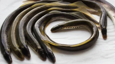 Világszenzáció: Elsőként szaporítottak dunai ingolát a MATE kutatói
