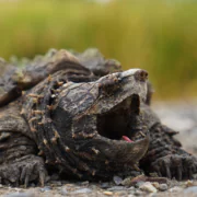 Veszélyes vagy csak félreértett? Újabb aligátorteknős bukkant fel a Balatonnál