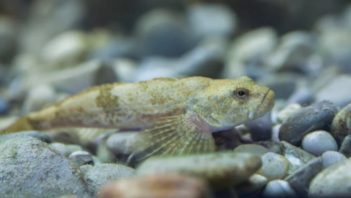 Szenzációs természetvédelmi és tudományos sikert értek el a MATE munkatársai