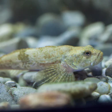 Szenzációs természetvédelmi és tudományos sikert értek el a MATE munkatársai